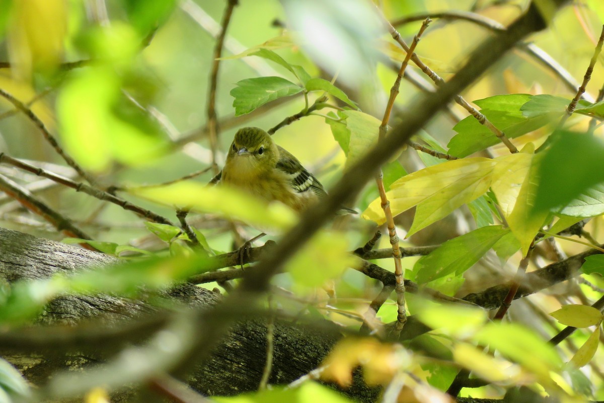 Bay-breasted Warbler - ML608841322