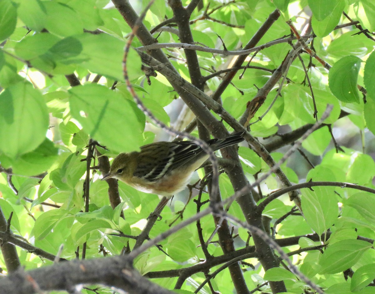 Bay-breasted Warbler - ML608841336
