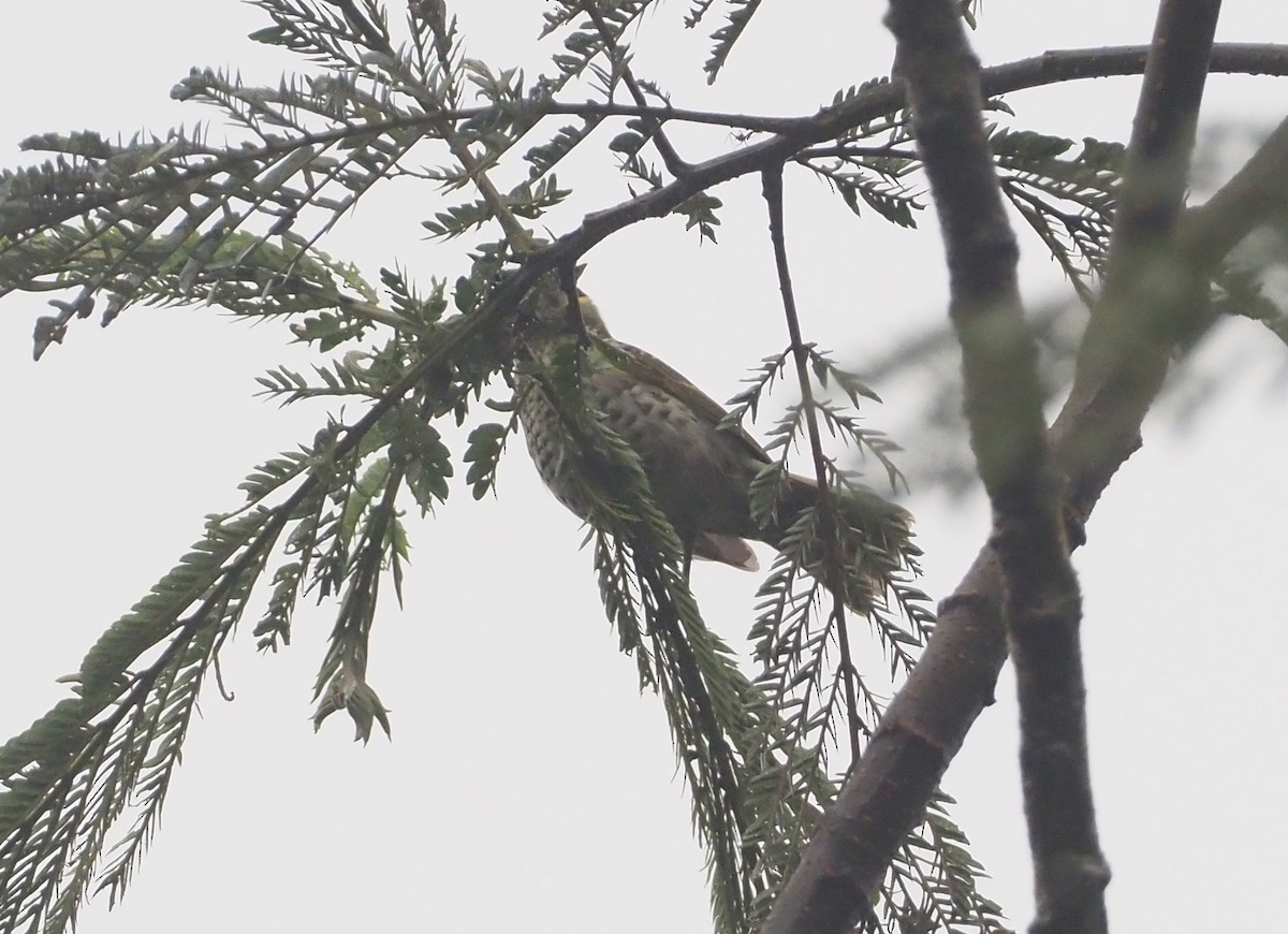 Spotted Honeyeater - ML608841337