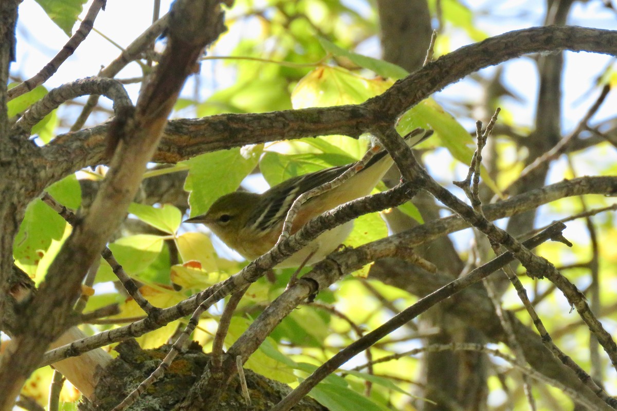 Bay-breasted Warbler - ML608841340
