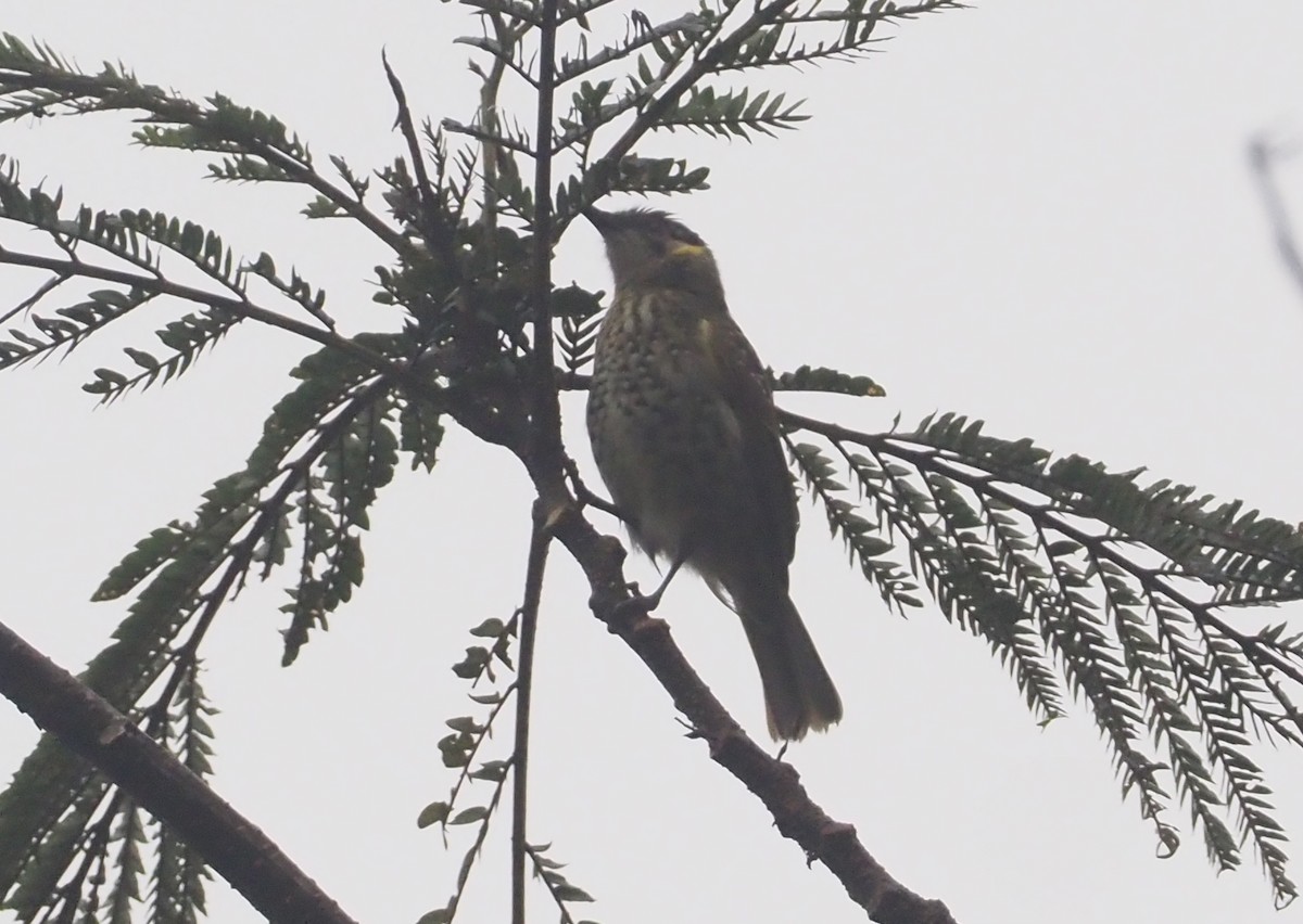 Spotted Honeyeater - ML608841350