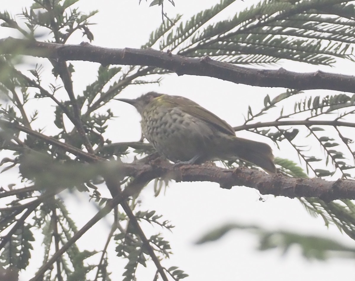 Spotted Honeyeater - ML608841385