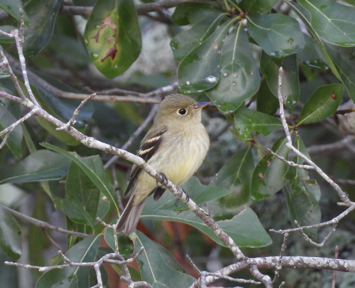 Moucherolle à ventre jaune - ML608841403