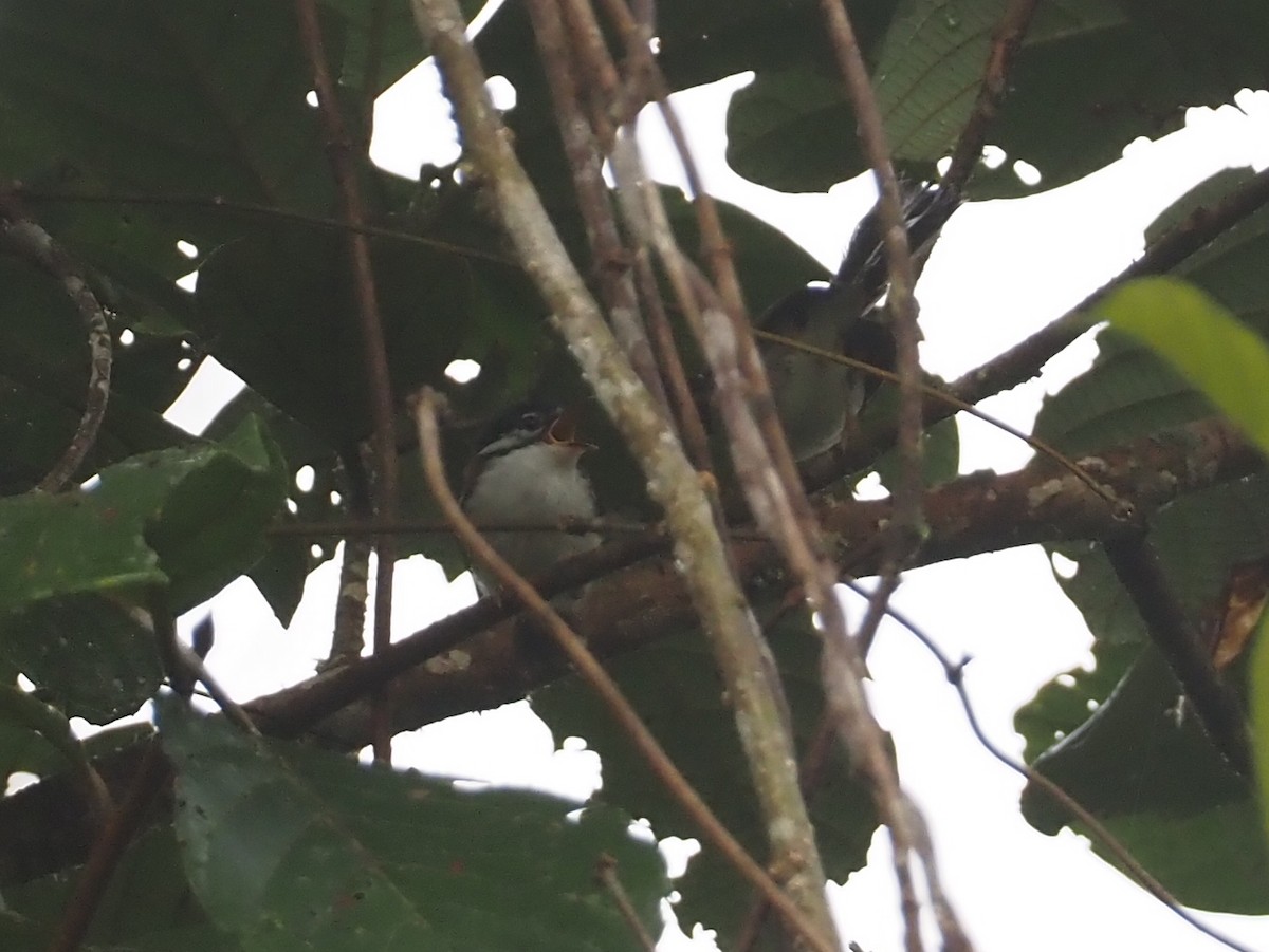 Wallace's Fairywren - ML608841445