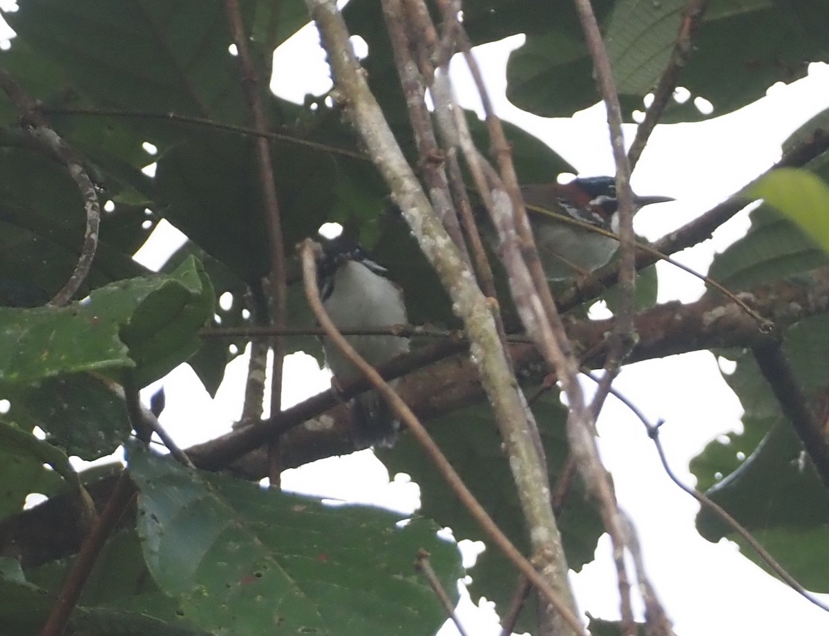 Wallace's Fairywren - ML608841459