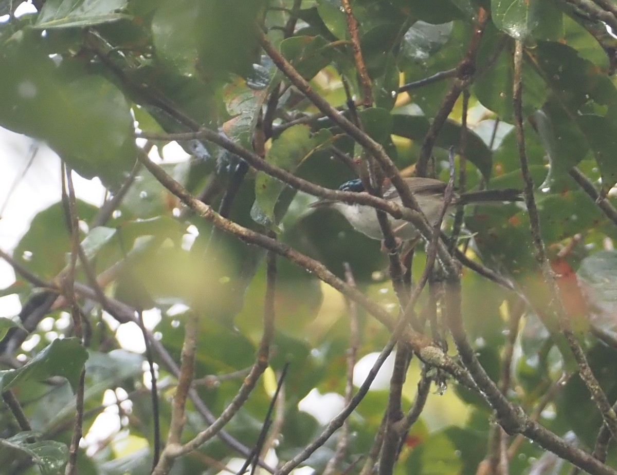 Wallace's Fairywren - ML608841466