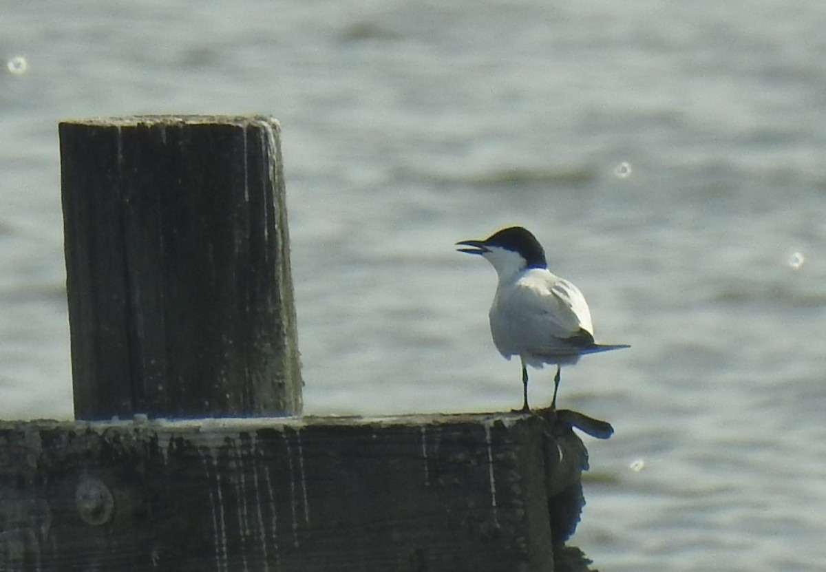 Gull-billed Tern - ML608841507