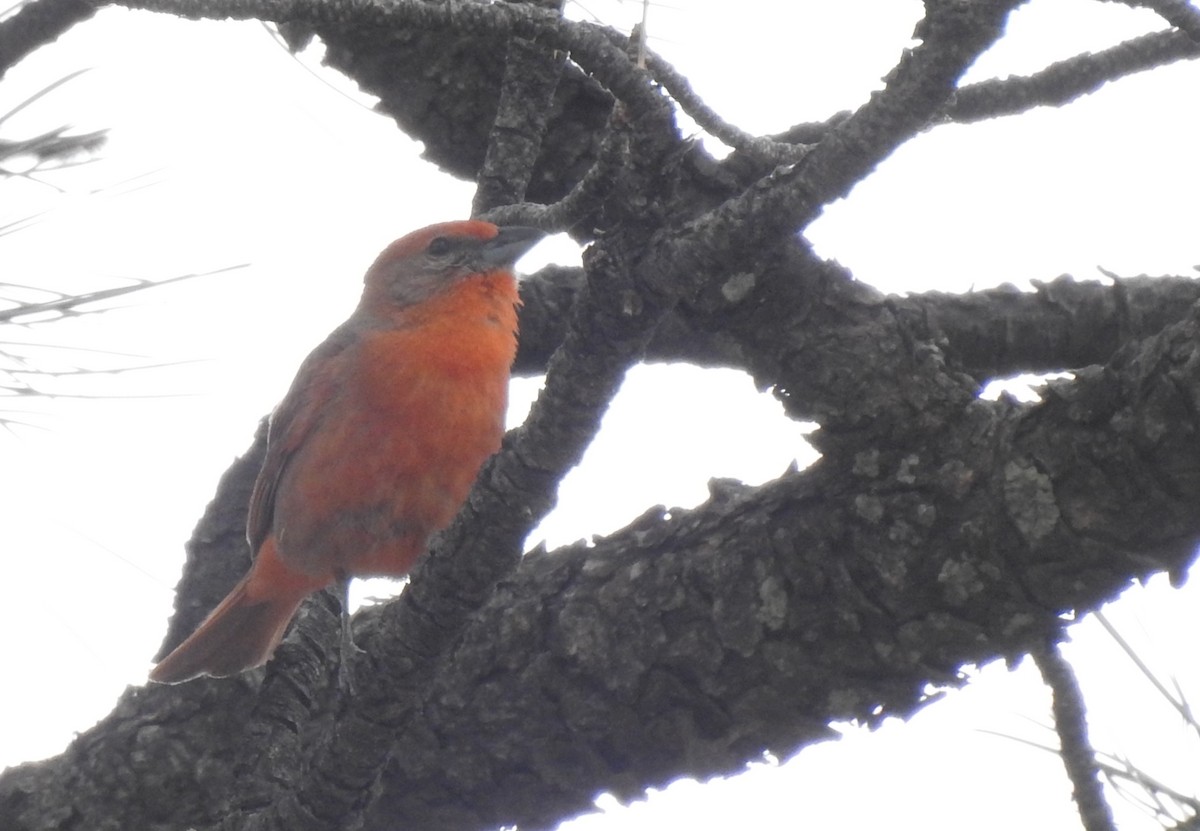 Hepatic Tanager - ML608841648