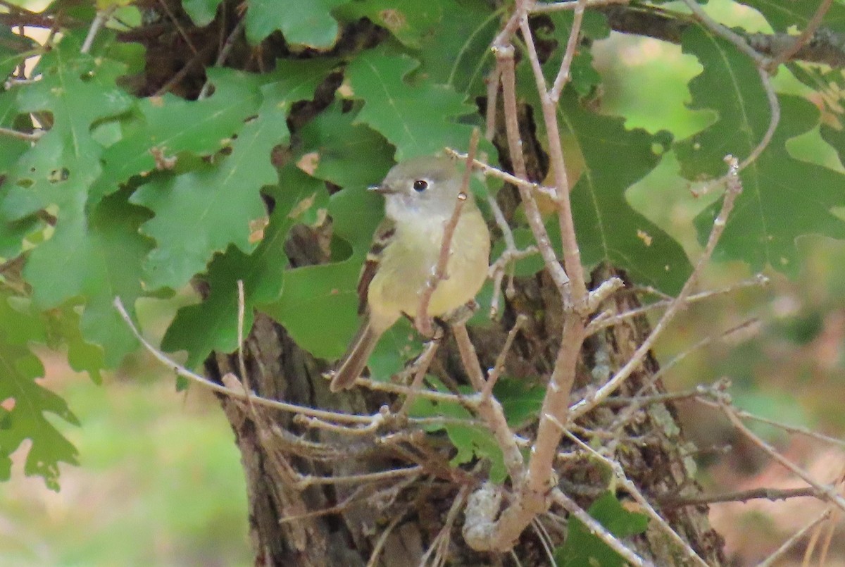 Hammond's Flycatcher - ML608841650