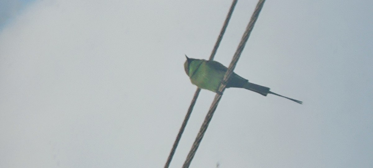 Asian Green Bee-eater - ML608841673