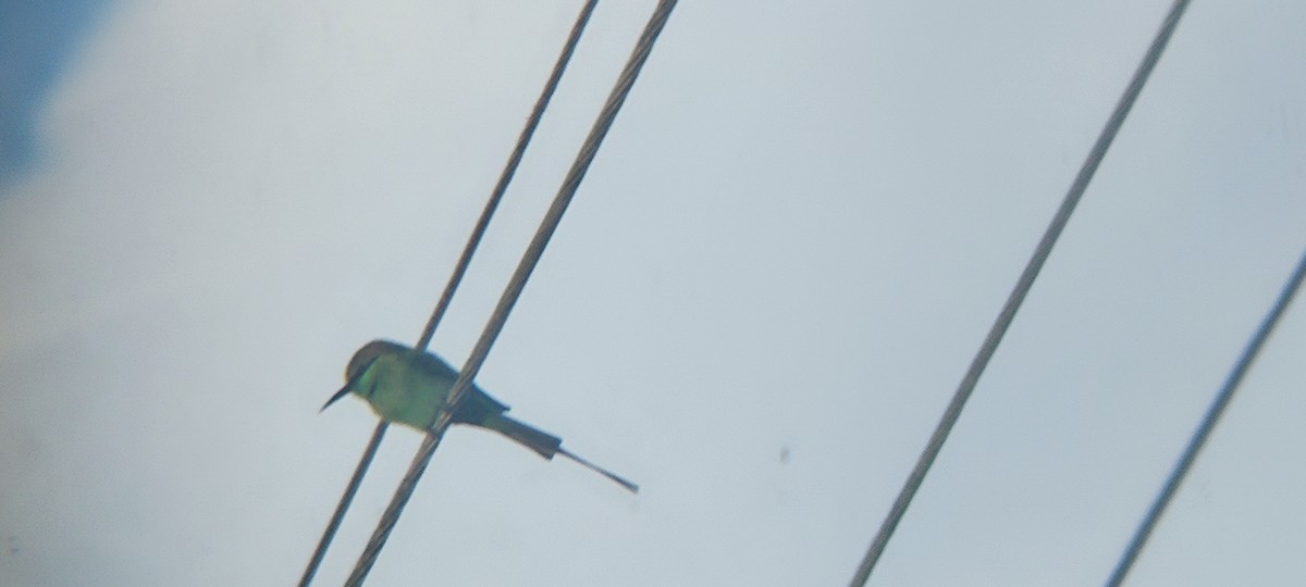 Asian Green Bee-eater - ML608841674