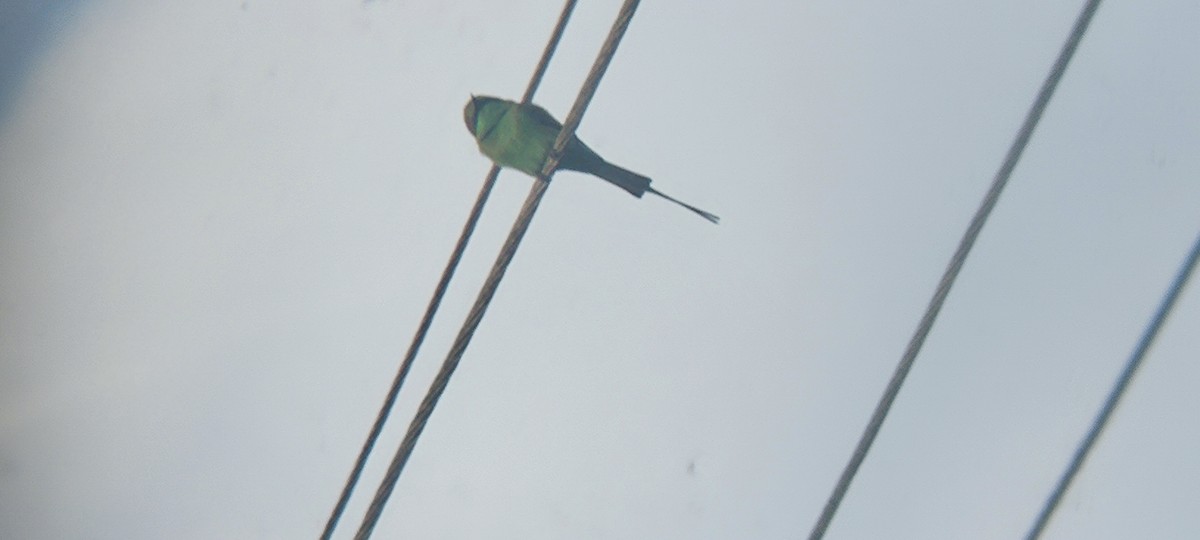 Asian Green Bee-eater - ML608841677