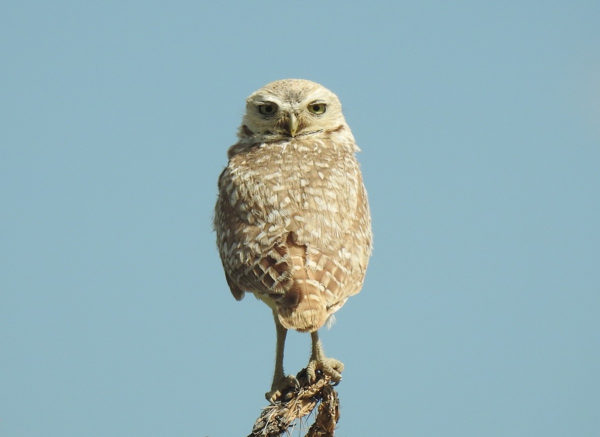 Burrowing Owl - ML608841693