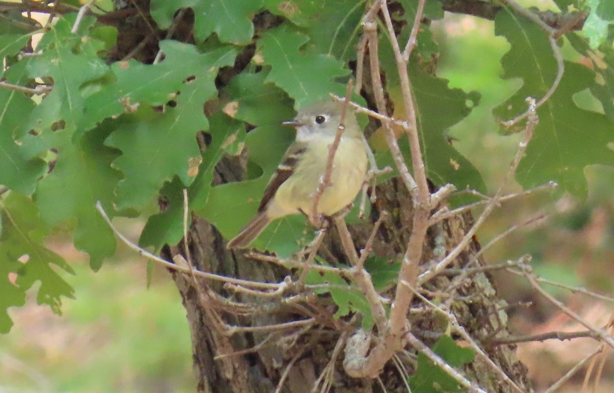 Hammond's Flycatcher - ML608841698