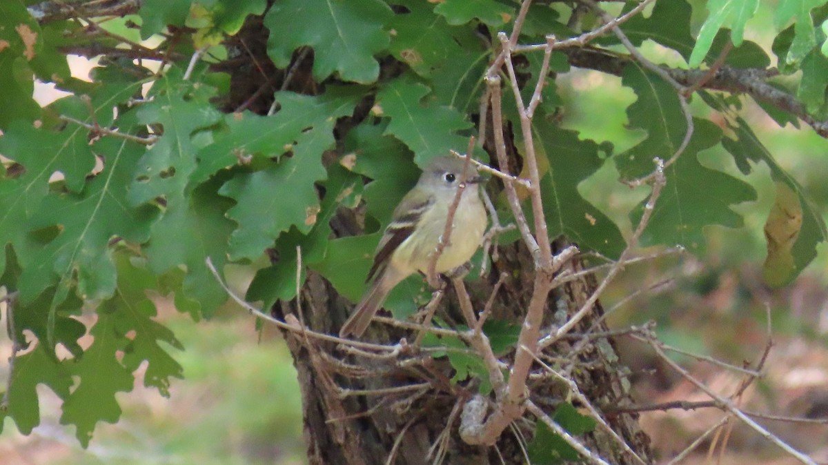 Hammond's Flycatcher - ML608841716