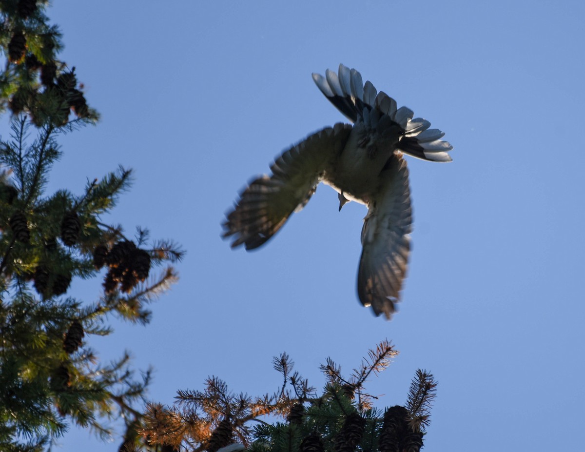 Eurasian Collared-Dove - ML608841749