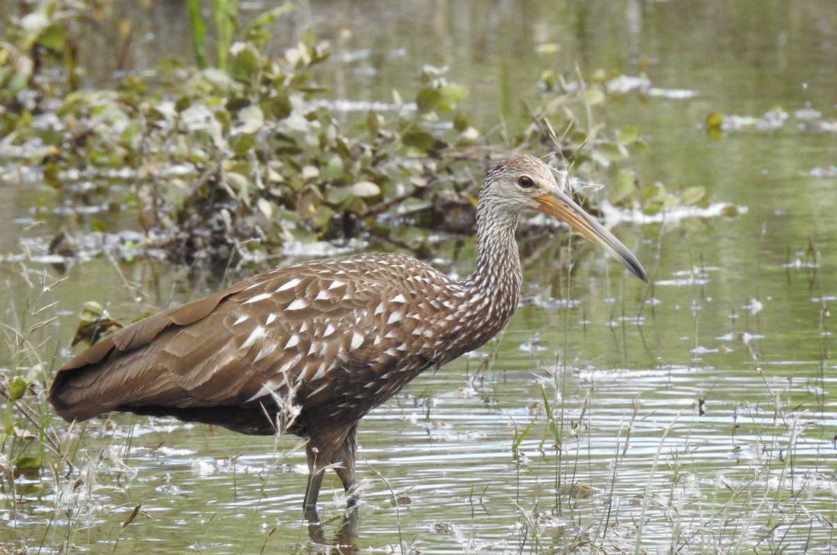 Limpkin - ML608841750