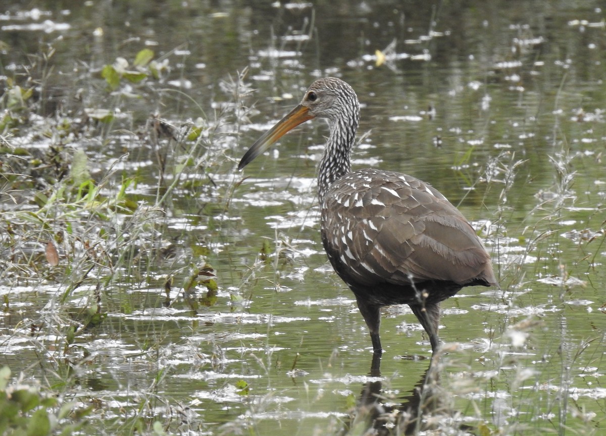 Limpkin - ML608841751