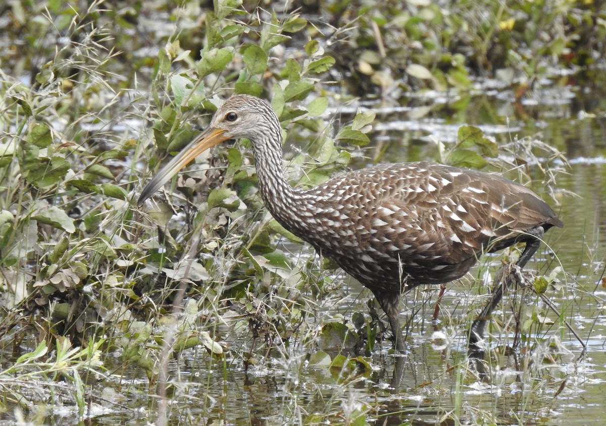 Limpkin - ML608841752