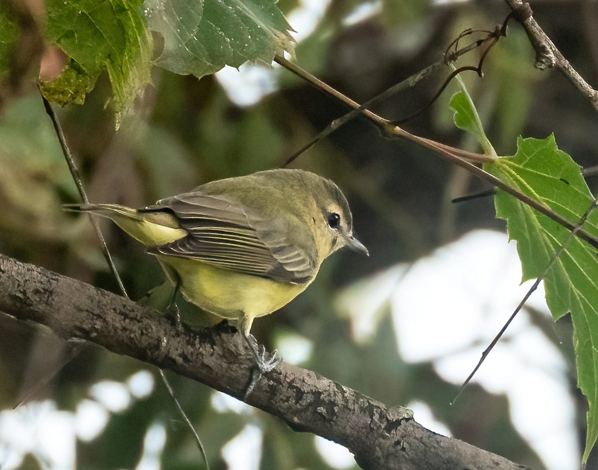 Philadelphia Vireo - ML608841756