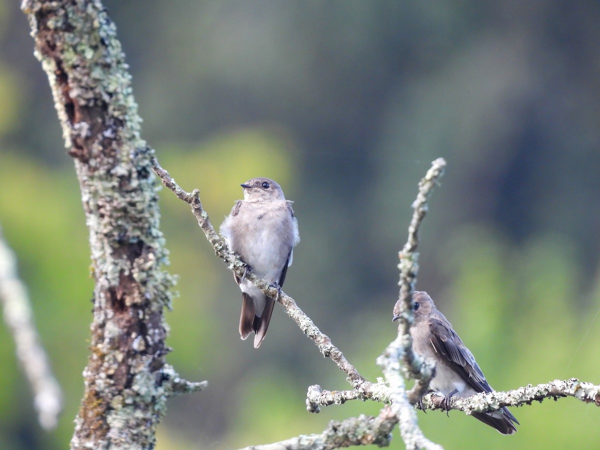 Northern Rough-winged Swallow - ML608841824
