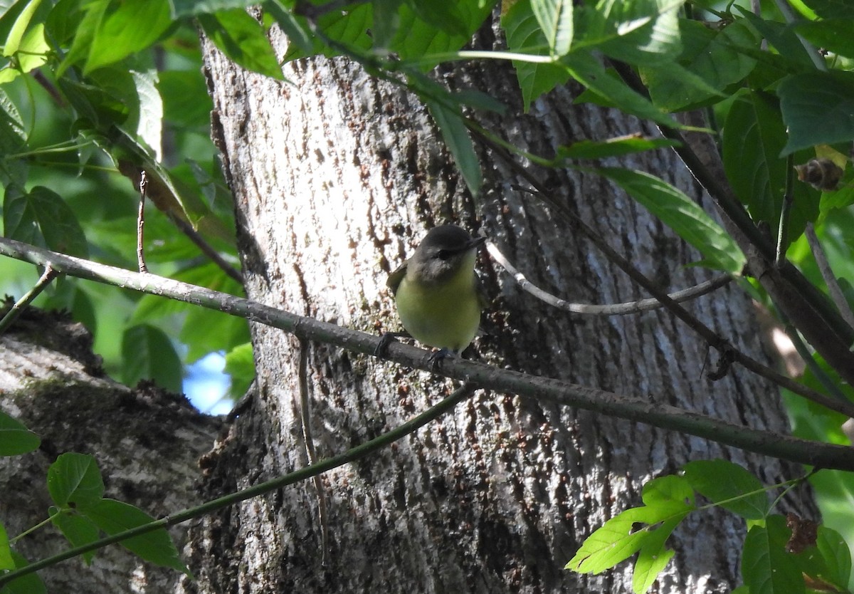 Philadelphia Vireo - ML608841839