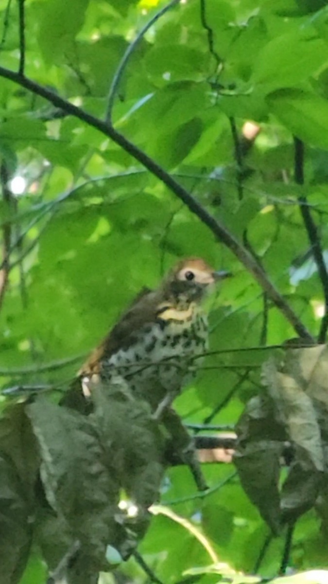 Wood Thrush - ML608841848