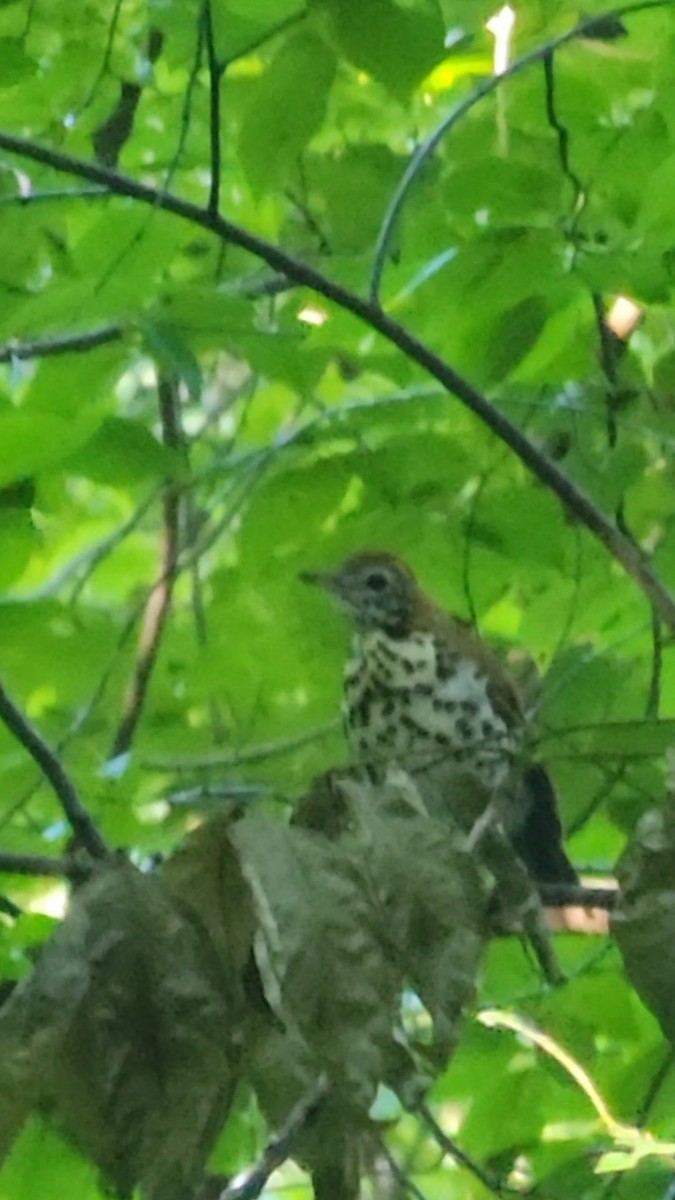 Wood Thrush - ML608841849