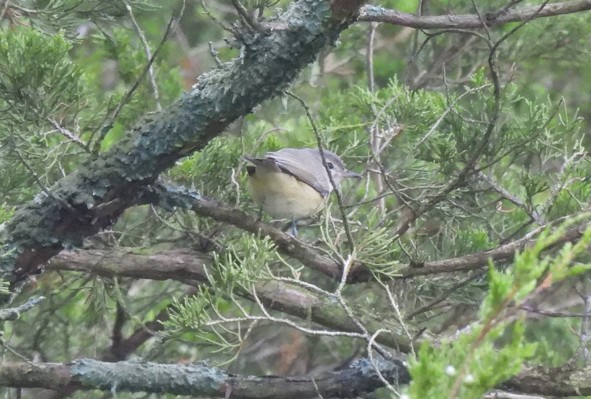 Warbling Vireo - ML608841898