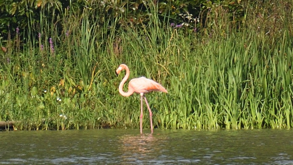 American Flamingo - ML608841965