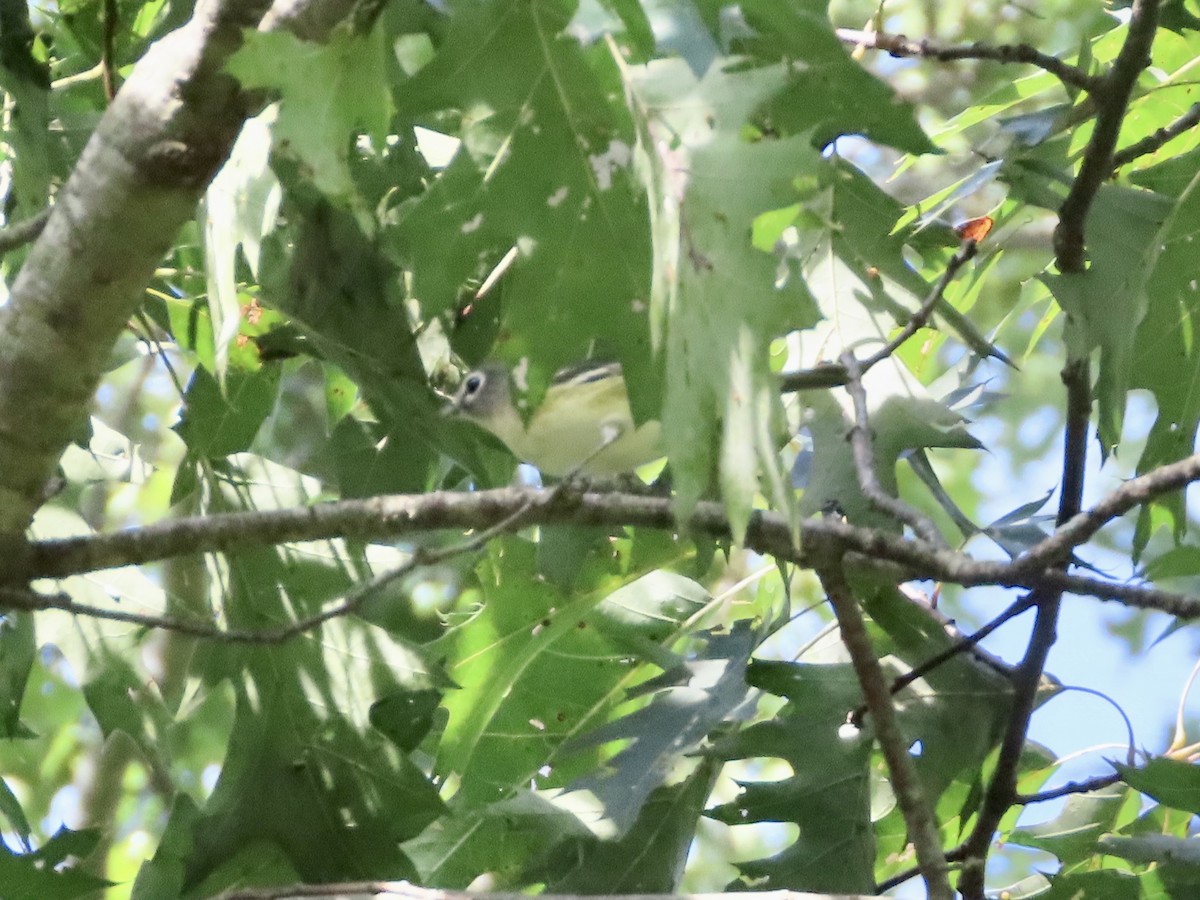 Vireo Solitario - ML608841969