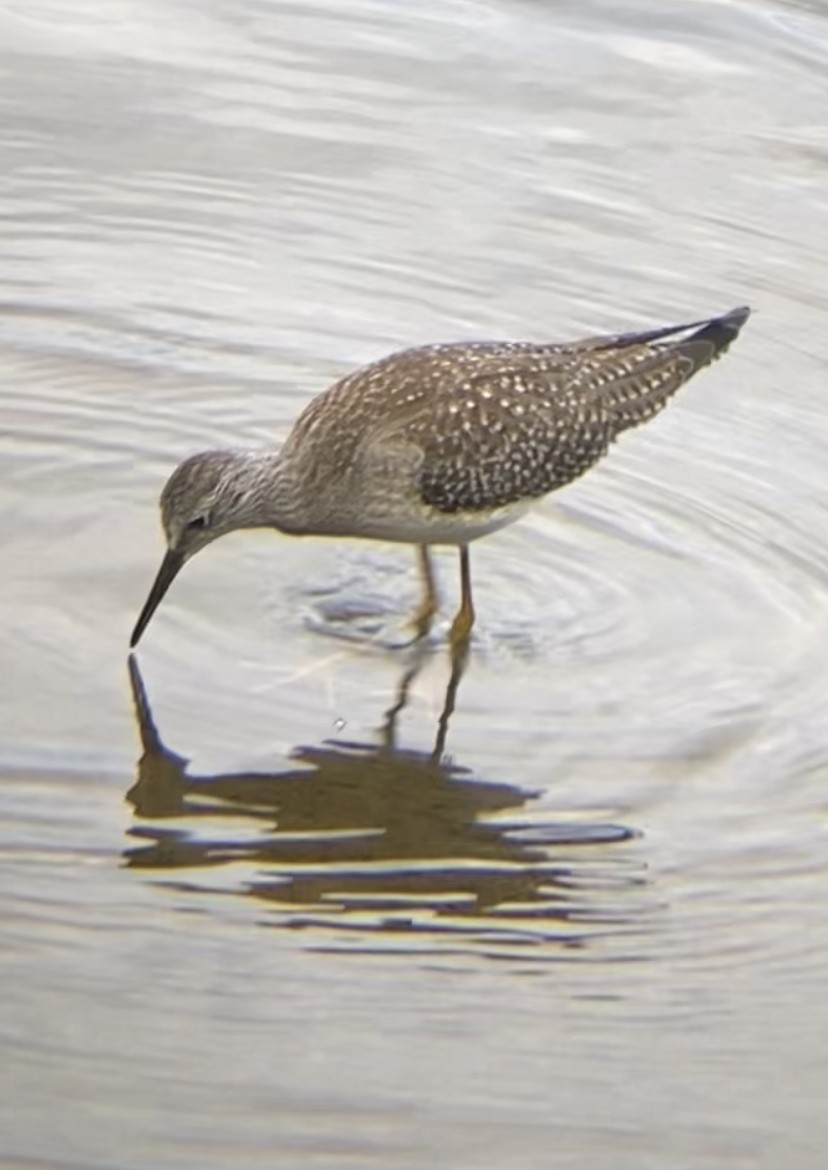 Lesser Yellowlegs - ML608841979