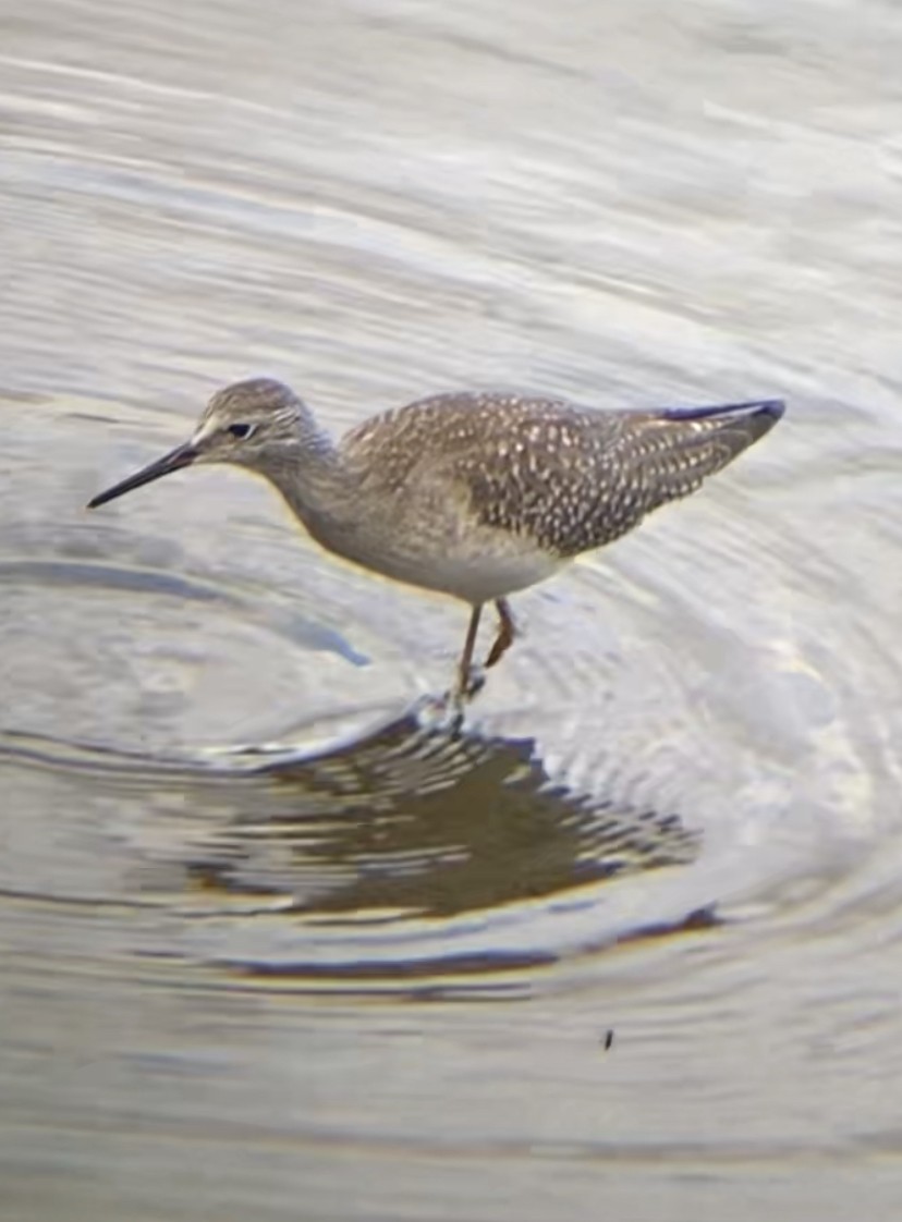 Lesser Yellowlegs - ML608841980