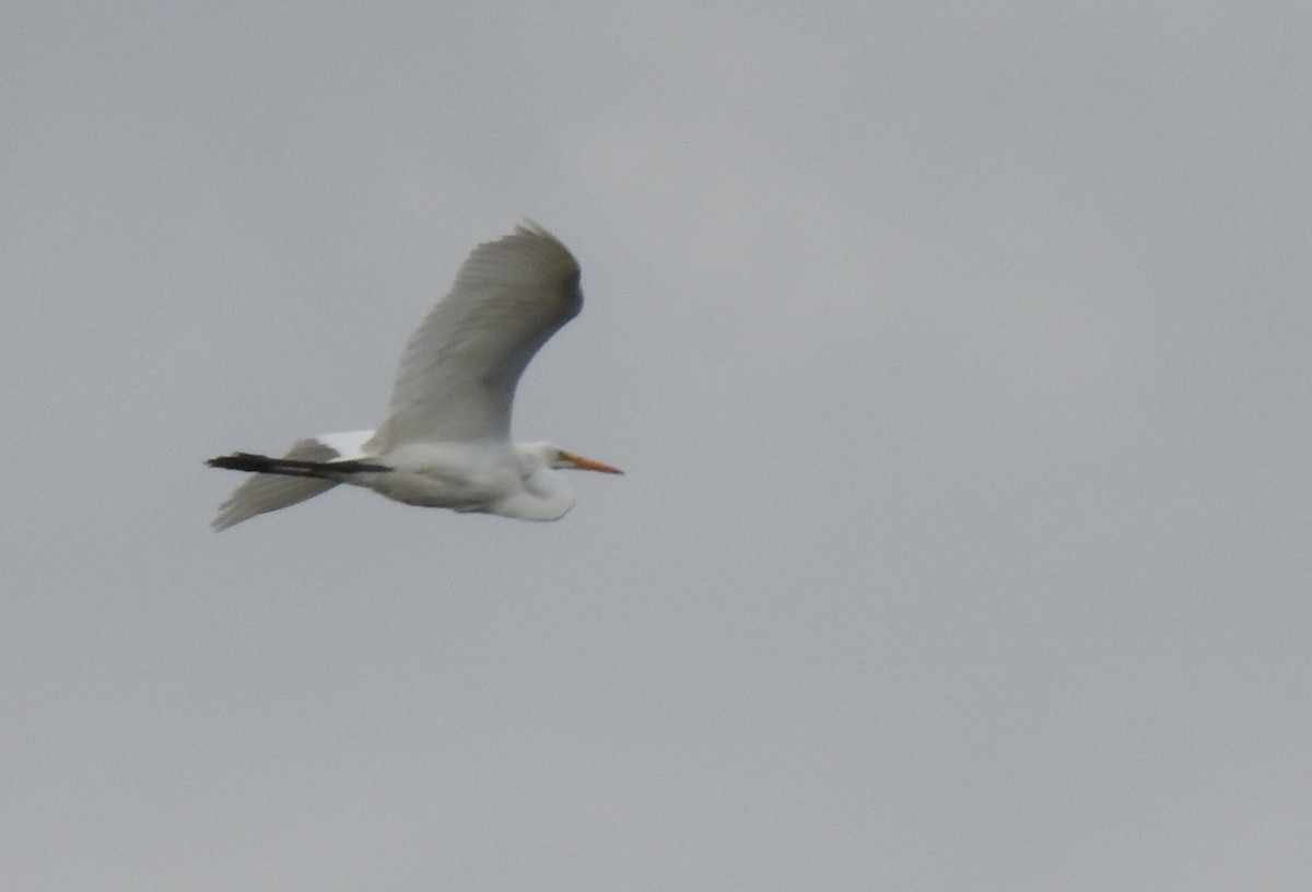 Great Egret - ML608841983