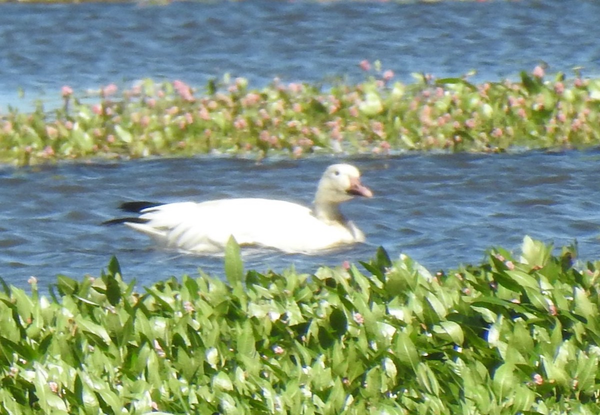 Snow Goose - ML608841994