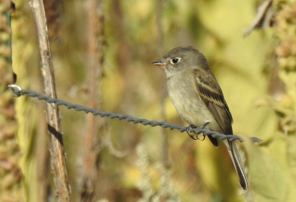 Hammond's Flycatcher - ML608842002