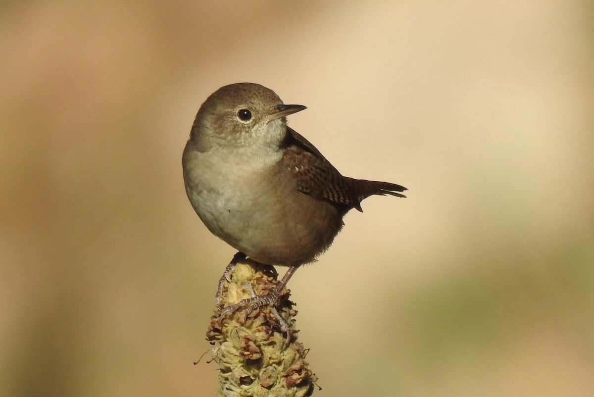 Northern House Wren - ML608842009