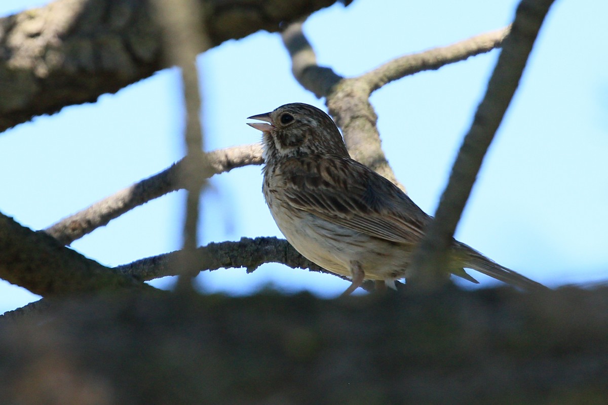 Vesper Sparrow - Sean Smith