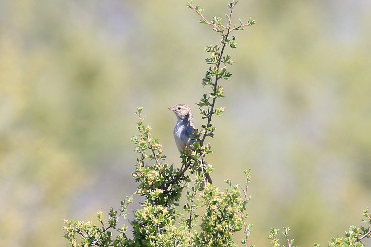 Brewer's Sparrow - Sean Smith