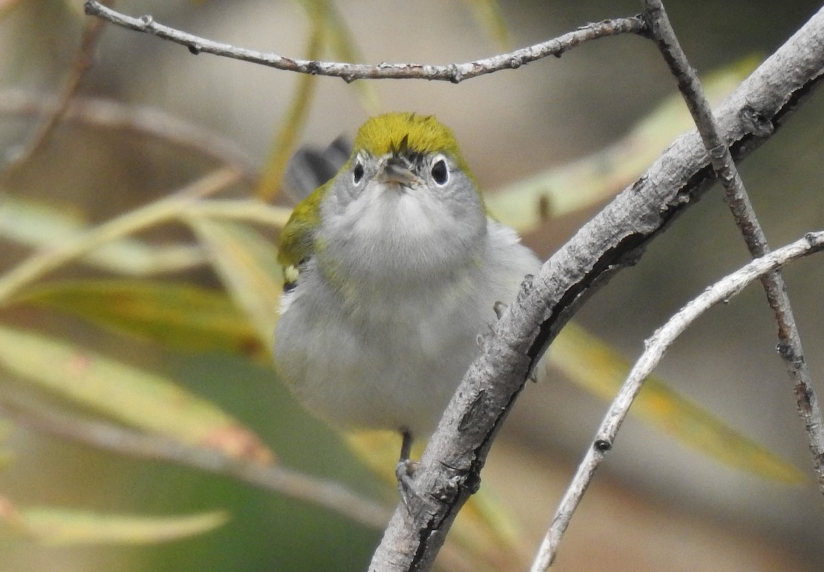 Chestnut-sided Warbler - ML608842052