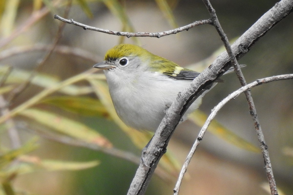 Chestnut-sided Warbler - ML608842053