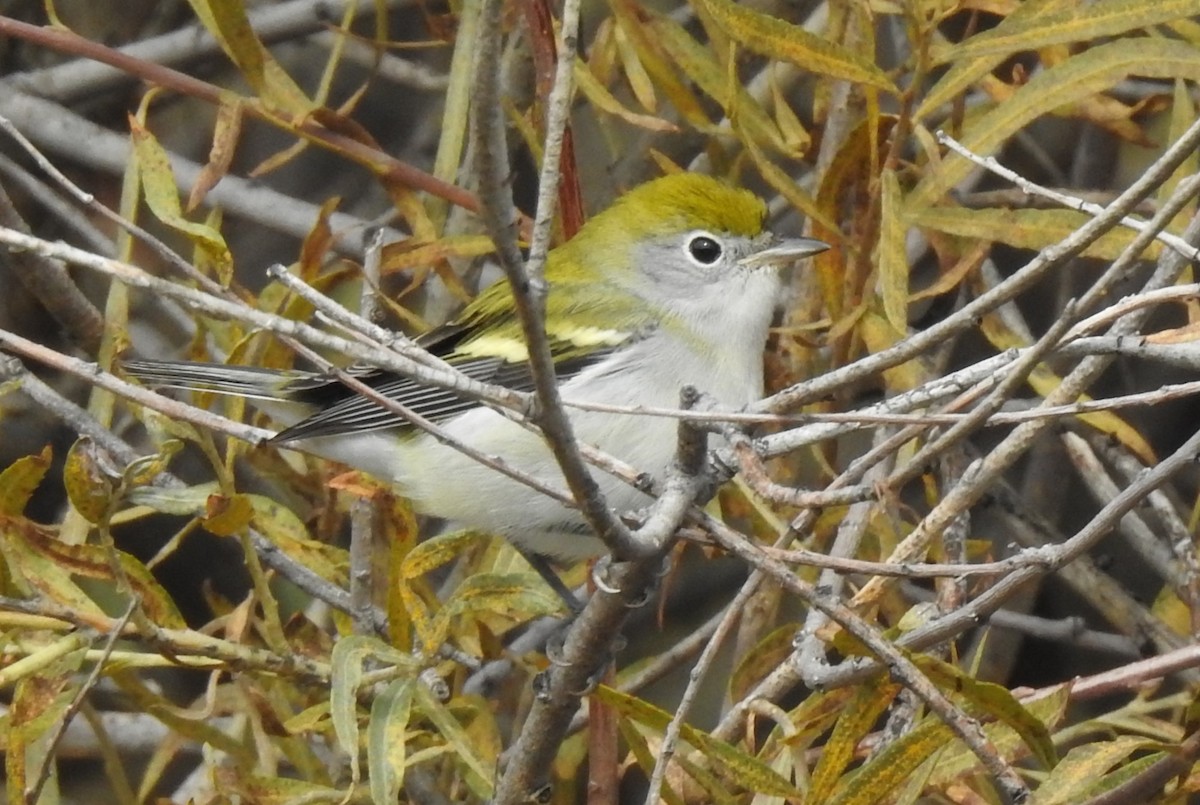 Chestnut-sided Warbler - ML608842054