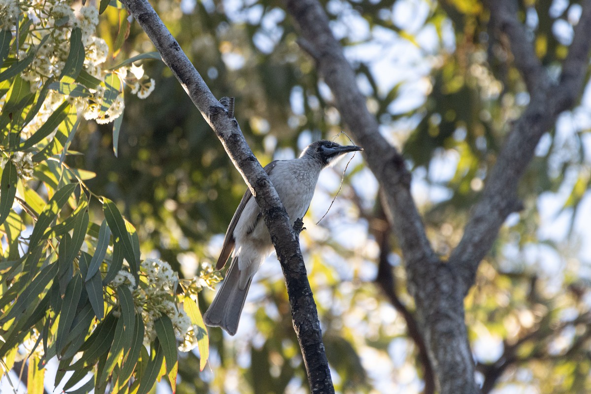 Little Friarbird - ML608842135