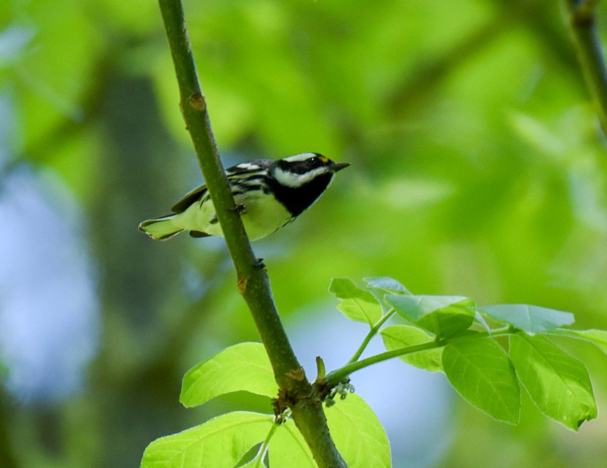 Black-throated Gray Warbler - ML608842175