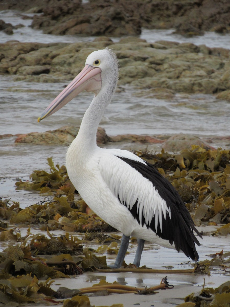 pelikán australský - ML608842201