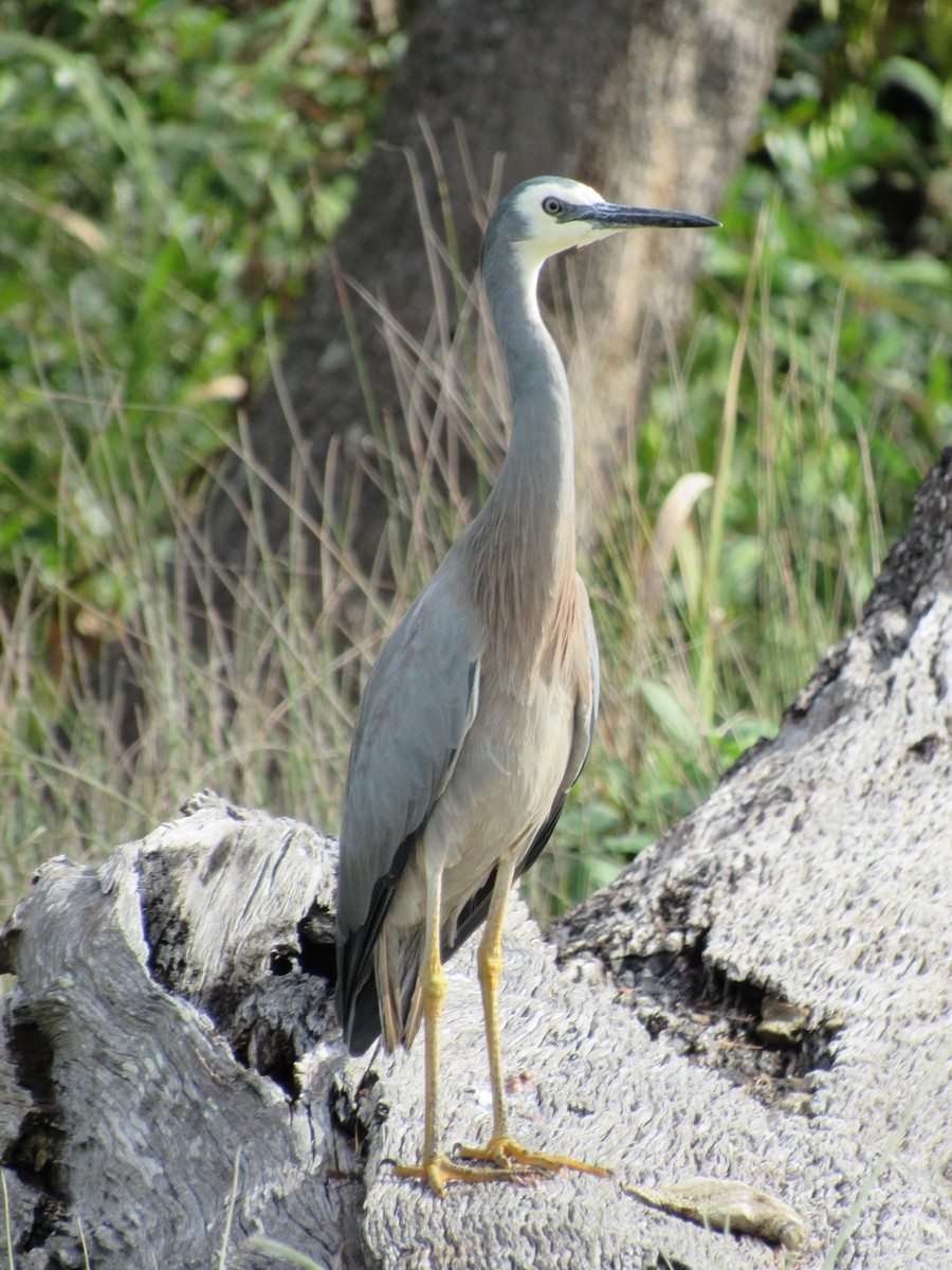 White-faced Heron - Emma Fitzsimmons