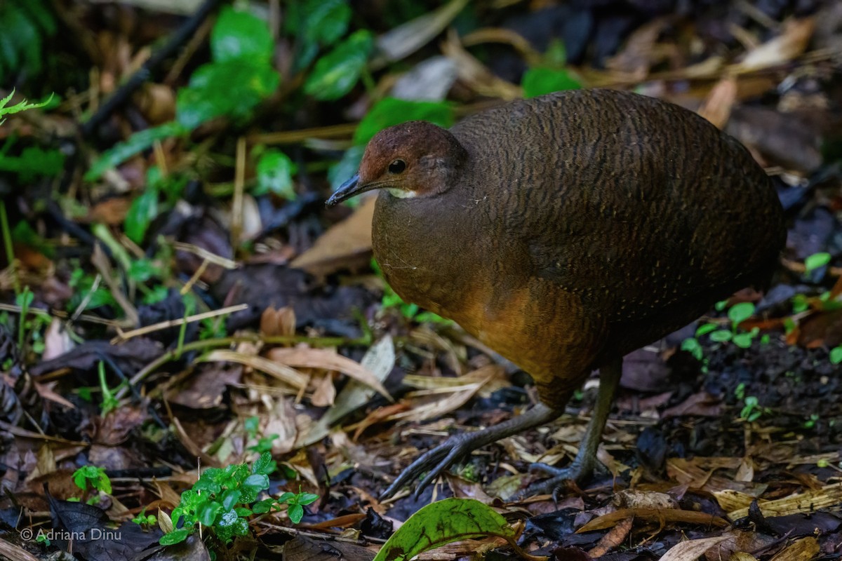 Tawny-breasted Tinamou - ML608842312