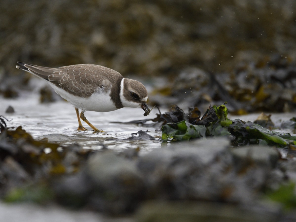 Semipalmated Plover - ML608842361