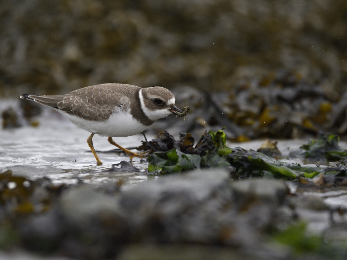 Semipalmated Plover - ML608842382