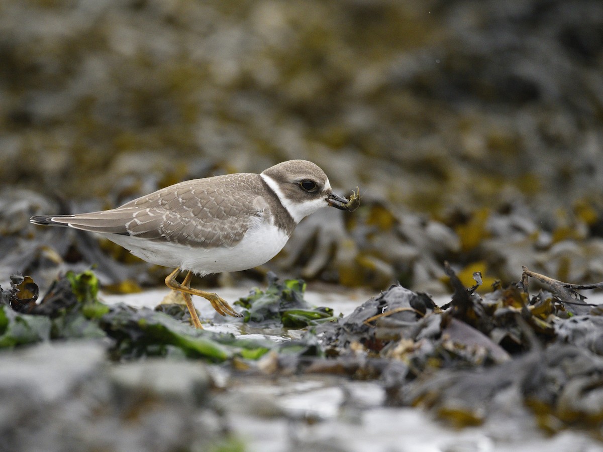 Semipalmated Plover - ML608842397